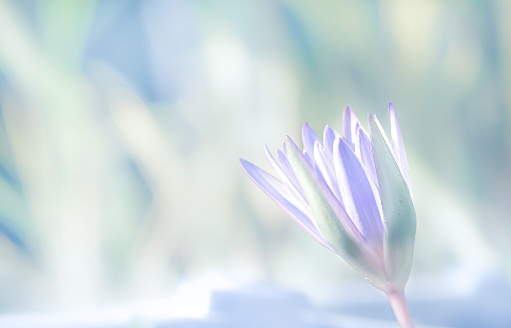 Eine zarte Frühlingsblume – Symbol für Neuanfang und das Erkennen eigener Bedürfnisse als Frau in Führung.