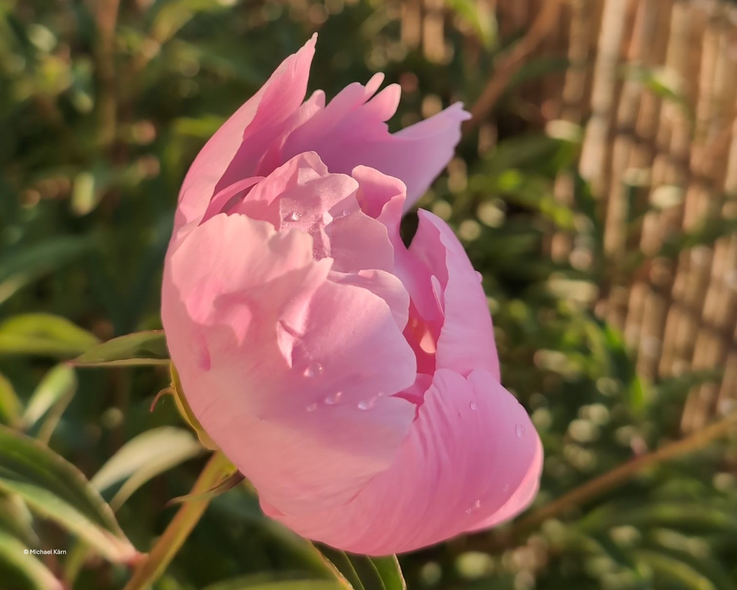 Eine Pfingsrose – Symbol für Neuanfang und das Erkennen eigener Bedürfnisse als Frau in Führung.