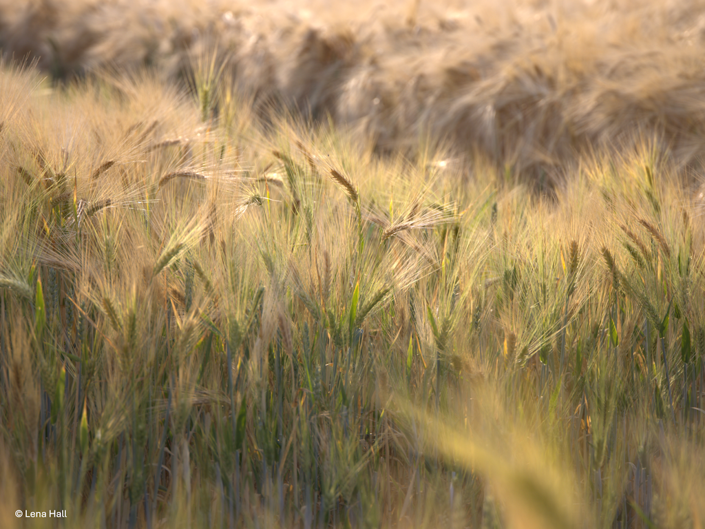 Ein goldgelbes, warm leuchtendes Gerstenfeld als Symbol für den Sommer, der Frauen in Führung Stressmanagement lehrt