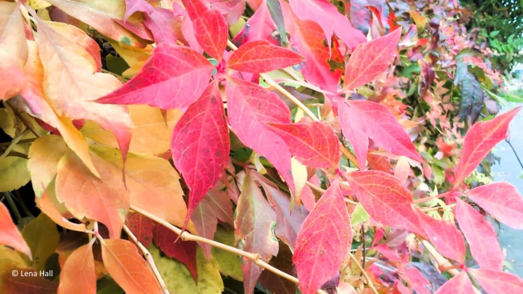 Loslassen im Herbst? Warum Ihre größte Veränderungskraft stattdessen in der Ernte liegt